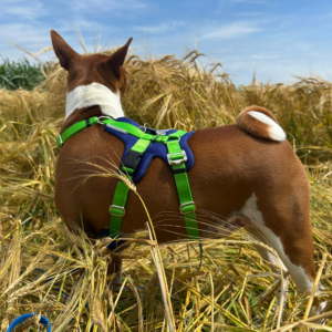 SZELKI GUARD ANTYUCIECZKOWE DLA BASENJI AIR MESH